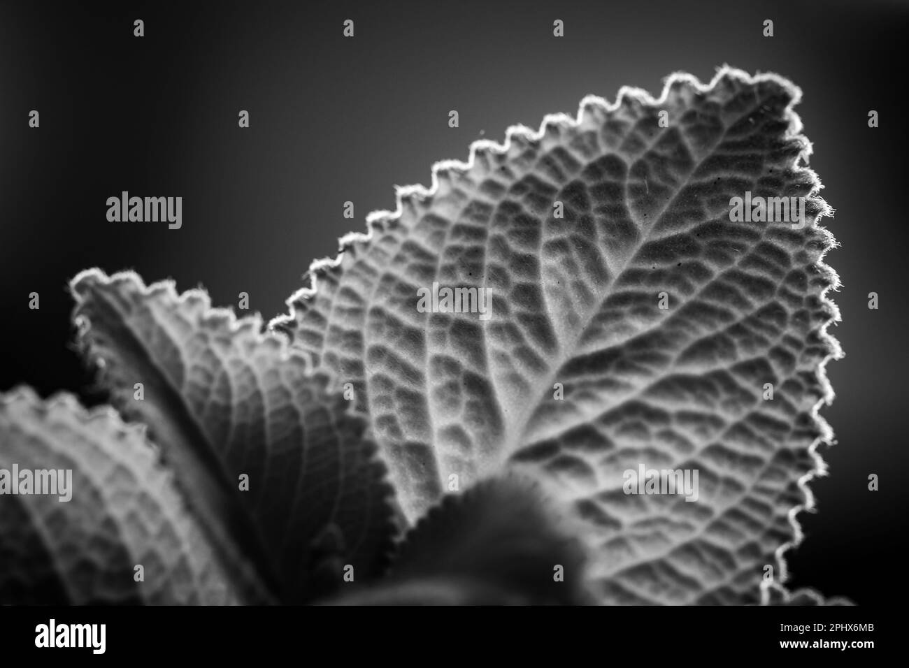 Fresh green leaves pattern of Indian borage, Country borage (Botanical name - Plectranthus amboinicus) Stock Photo