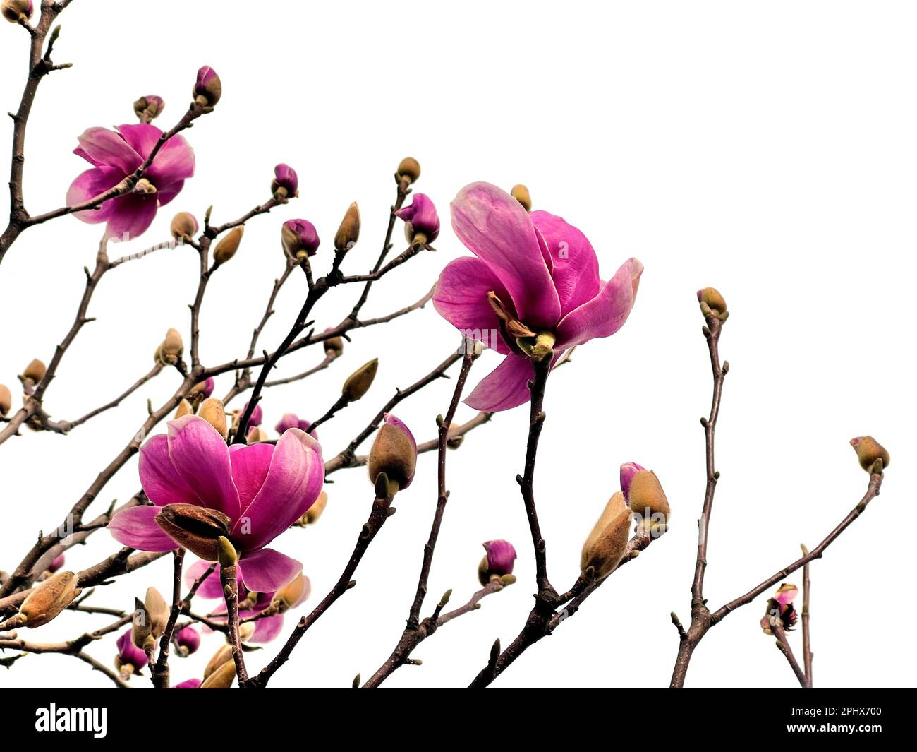 Bright Pink Magnolia flowers isolated on white background Stock Photo ...