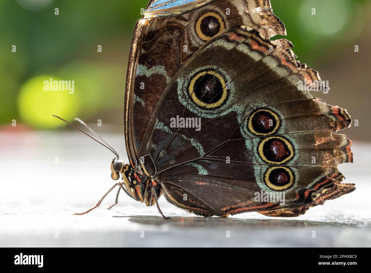 A beautiful butterfly is resting on a flower in a garden Stock Photo ...