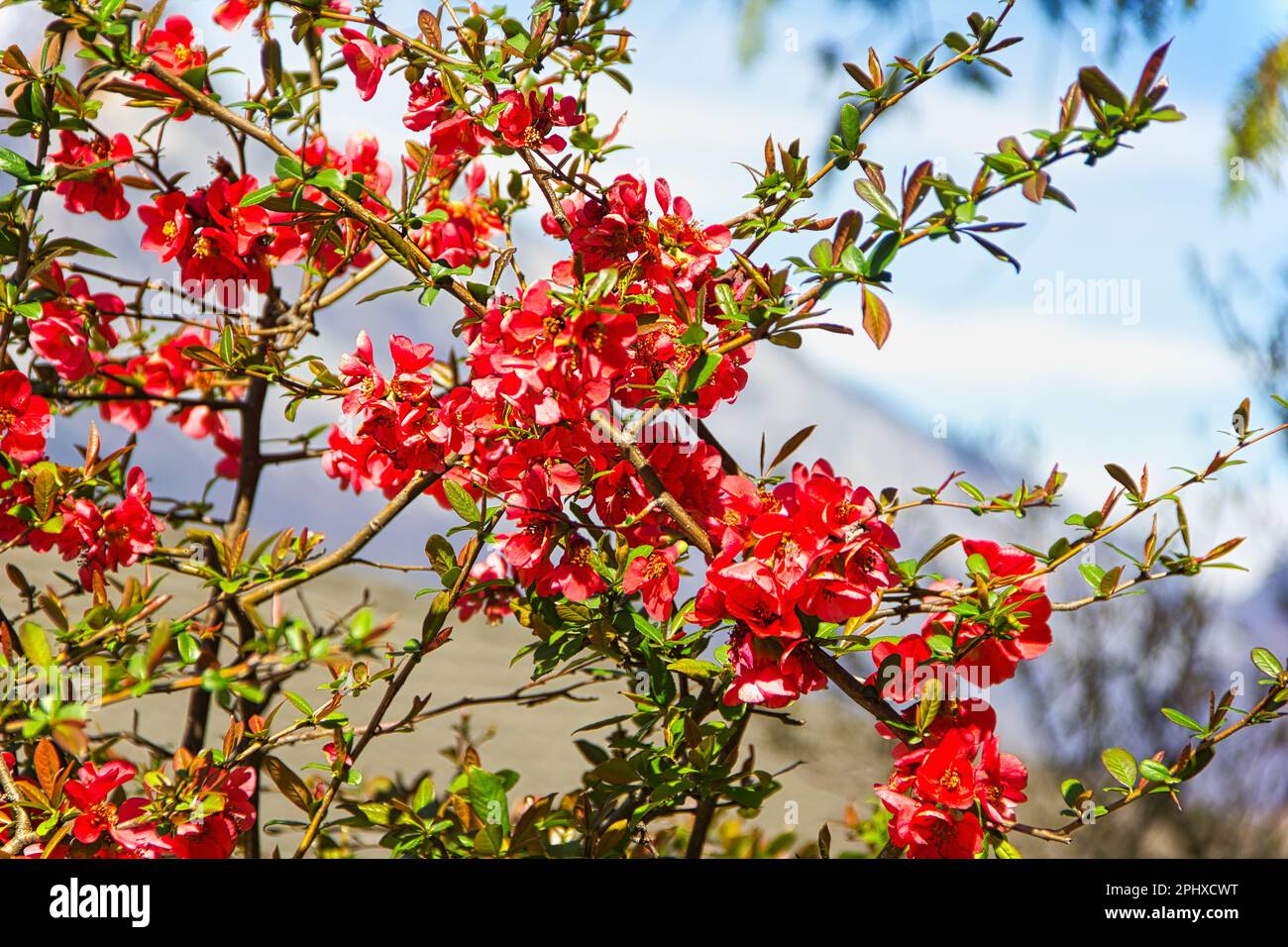 Beautiful shrub red flowers hi-res stock photography and images - Alamy