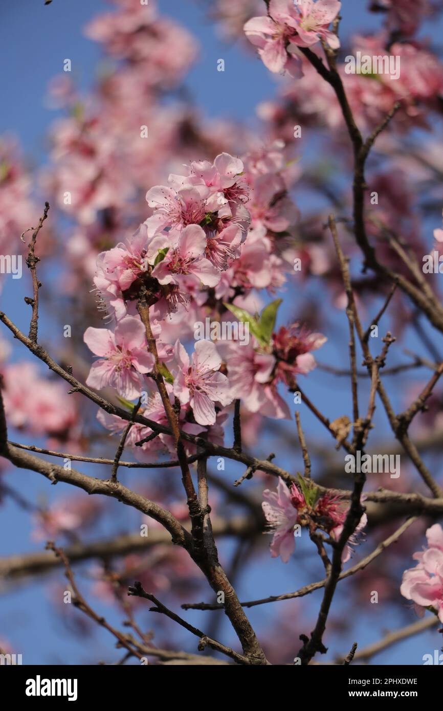 Peach blossom flowers on a tree Stock Photo