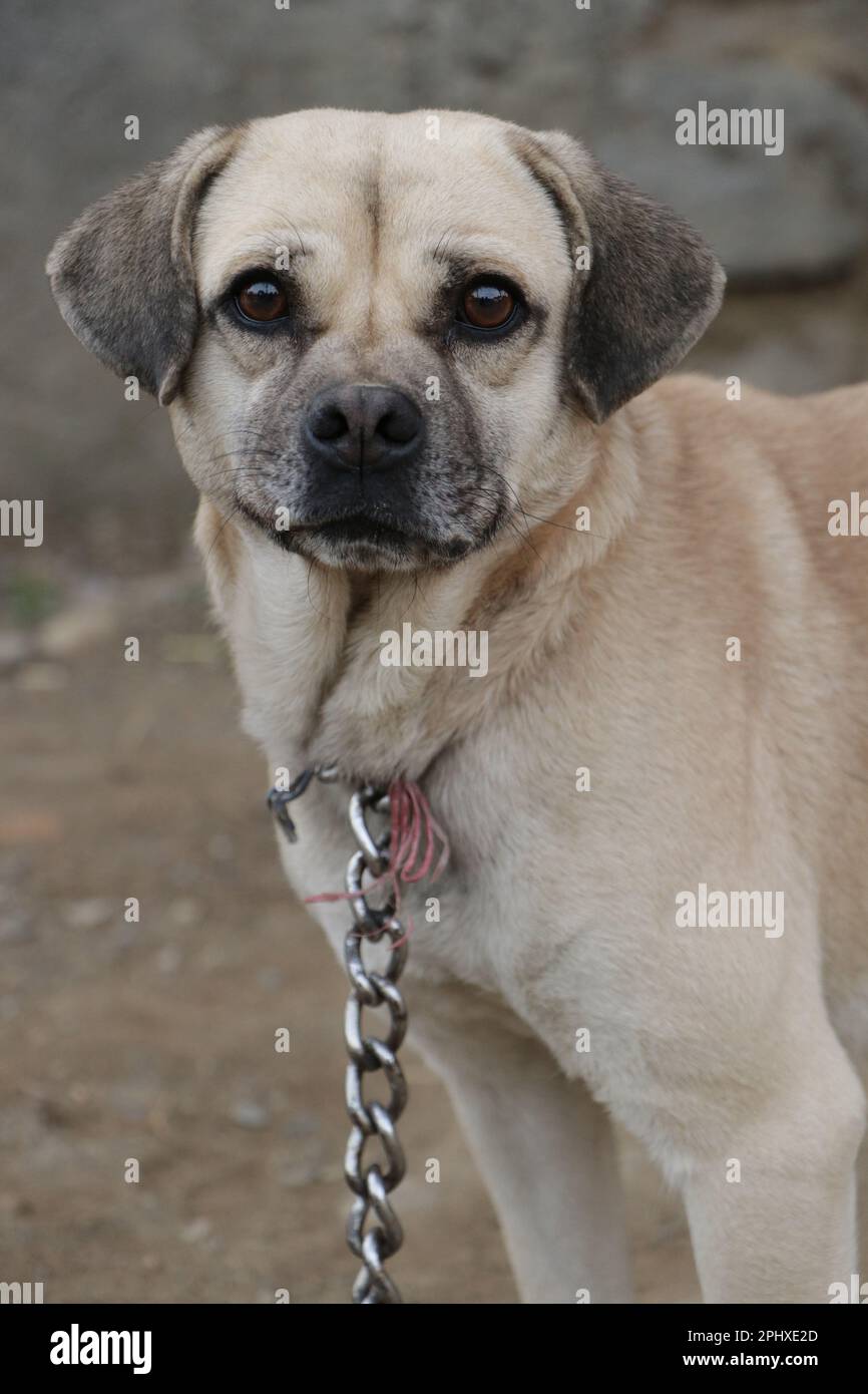 Almond The Pug, eyes open, rest on ground. The domestic dog is a member