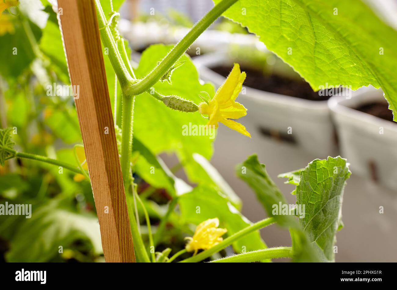 Natural cucumber grows in a greenhouse. Growing fresh vegetables in a greenhouse Stock Photo