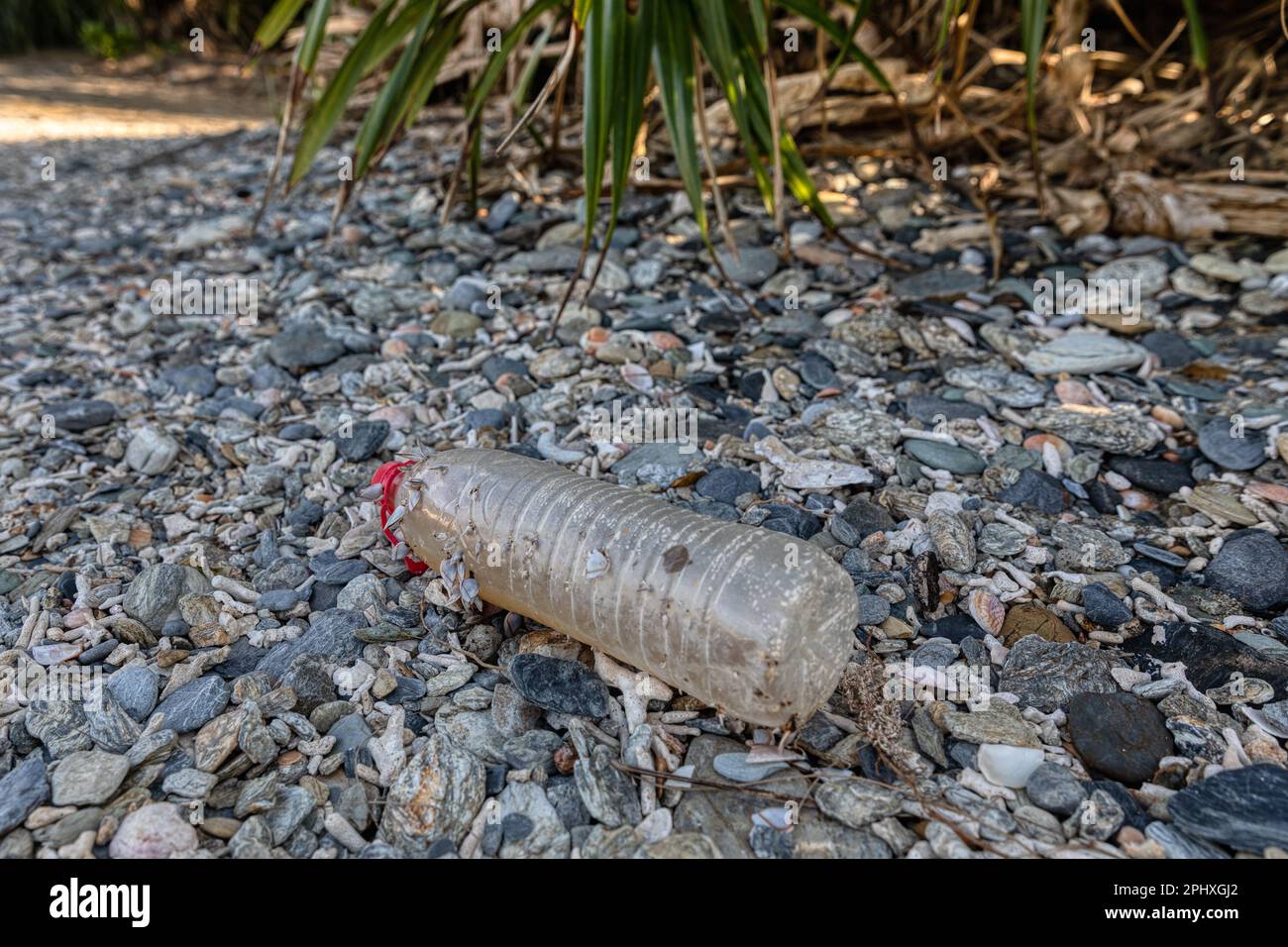 Plastic pollution - a plastic water bottle with mollusks attached to it is washed up on a beach in Okinawa, Japan Stock Photo