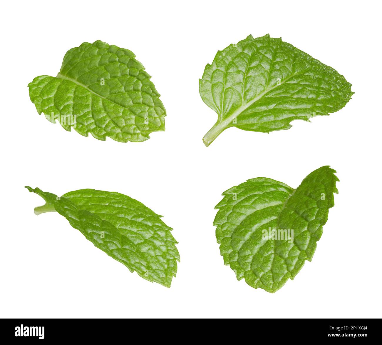 Set of flying fresh mint leaves isolated on white background Stock