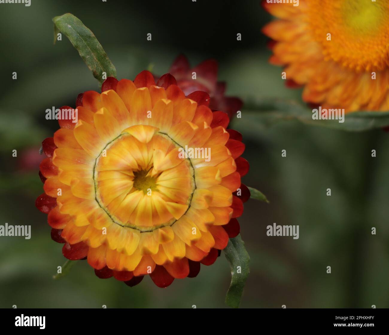 Strawflower Copper Red. Everlasting Daisy Everlasting. Flower Everlasting. Gold Paper. Daisy