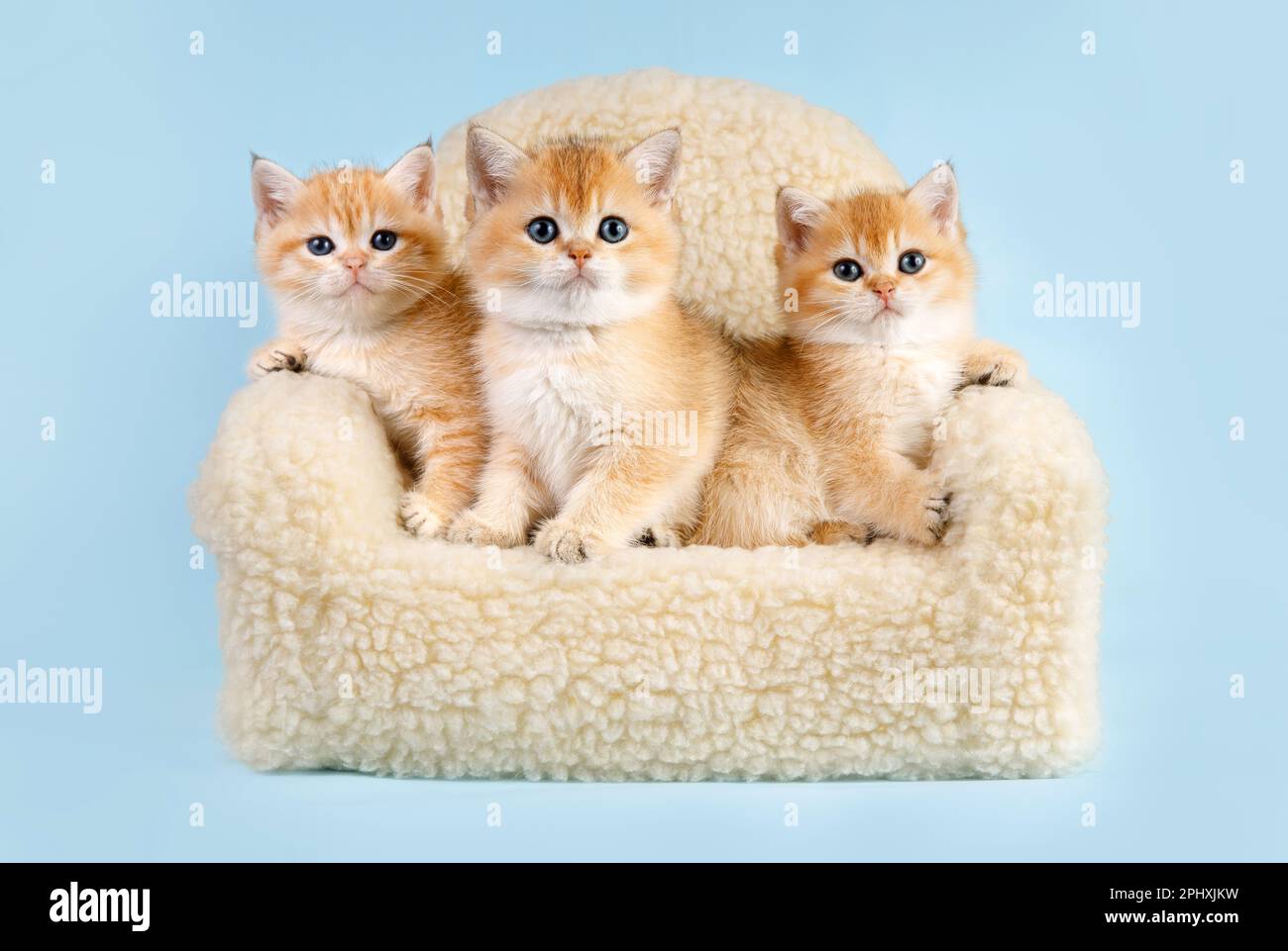 Scottish fold straight kittens play hi-res stock photography and images ...