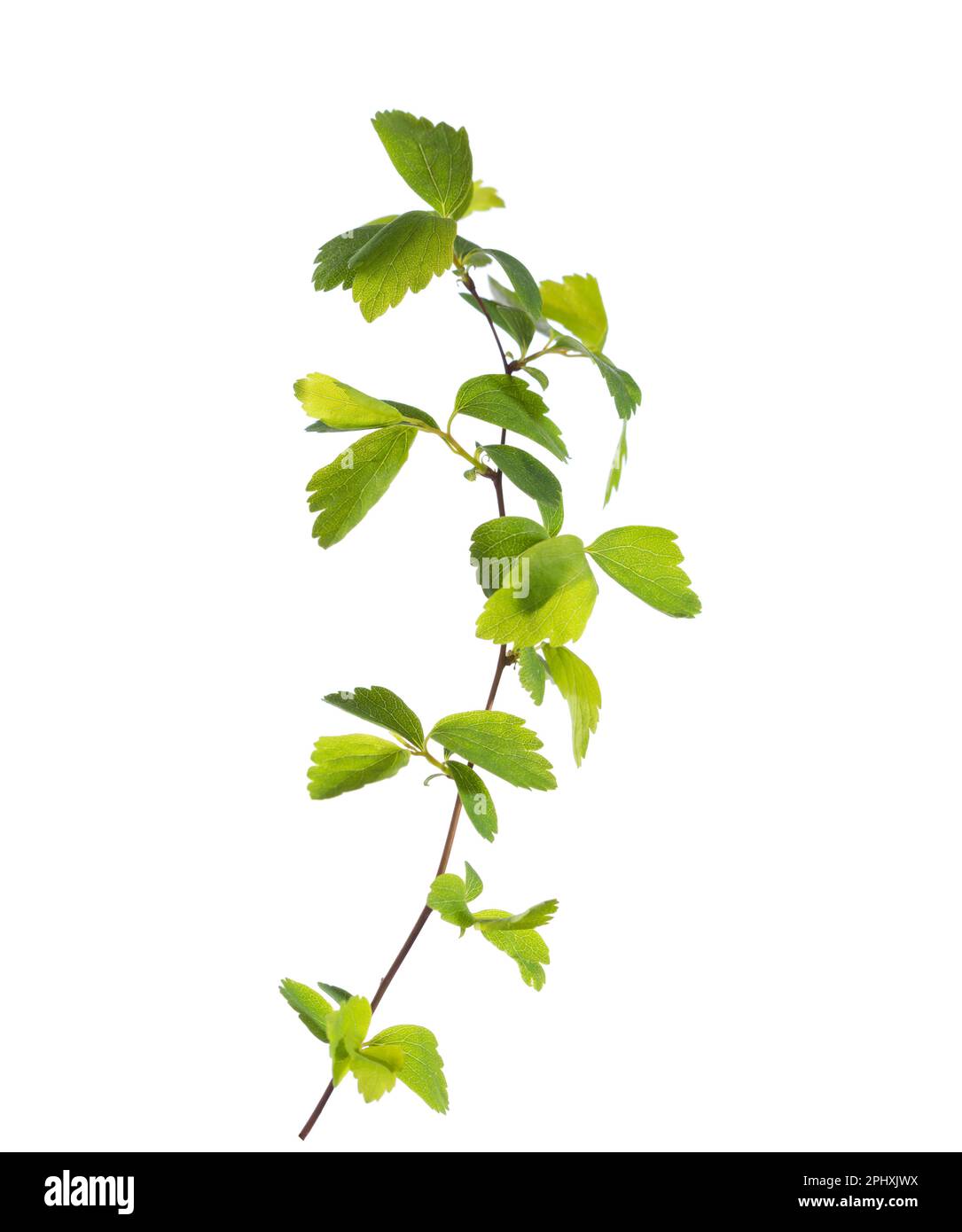 Small branch with young green spring leaves isolated on white ...