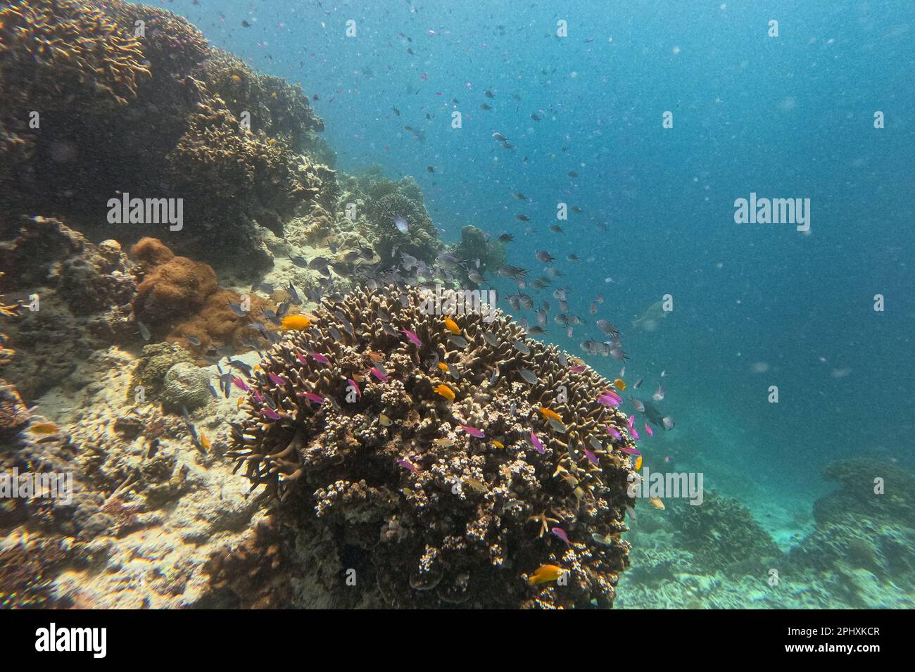 Idyllic shot of a coral reef in Camiguin, Philippines surrounded with fishes. Stock Photo