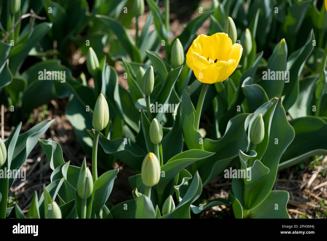 From above single yellow tulip growing amidst leaves and buds on sunny spring day in field Stock Photo
