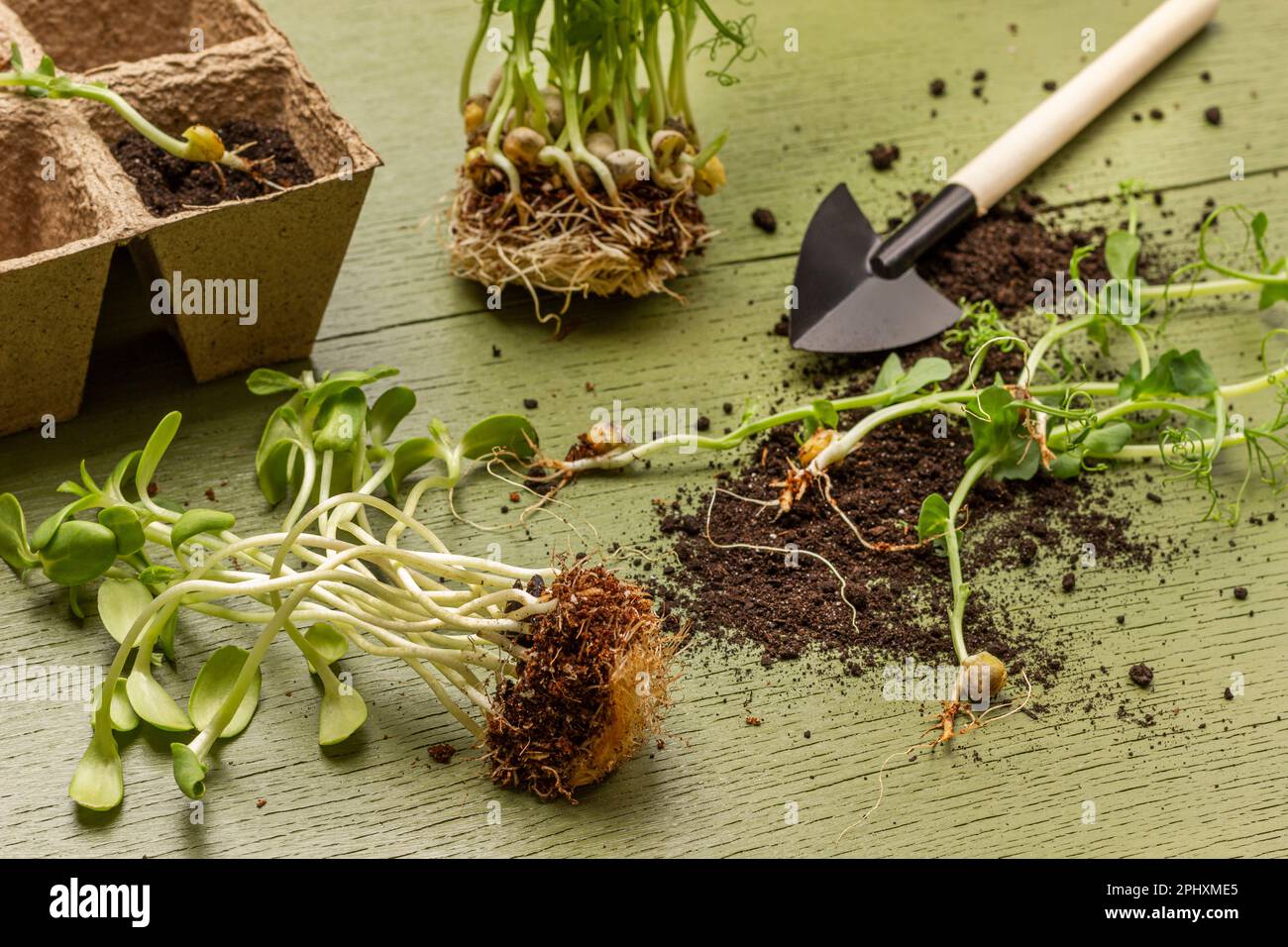 Pea seedling with roots, soil and shovel. Peat pots. Top view. Green
