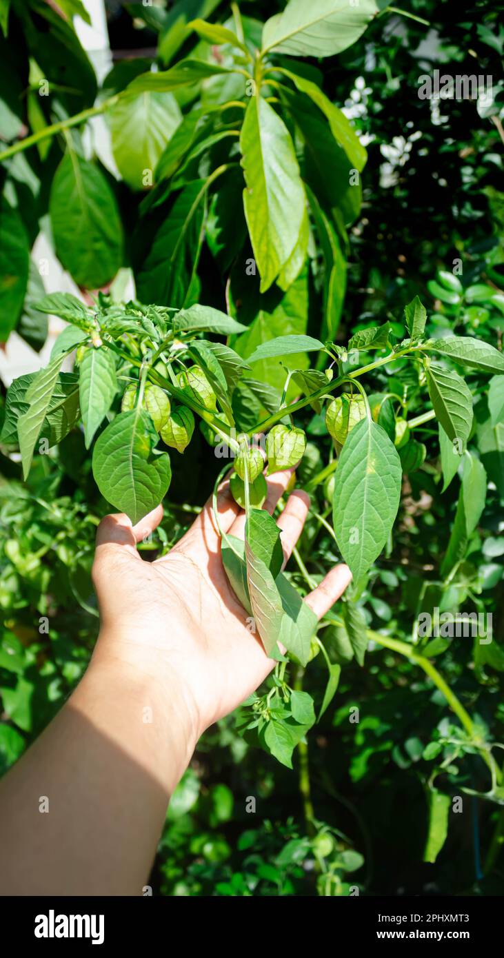 Physalis peruviana plant hi-res stock photography and images - Alamy