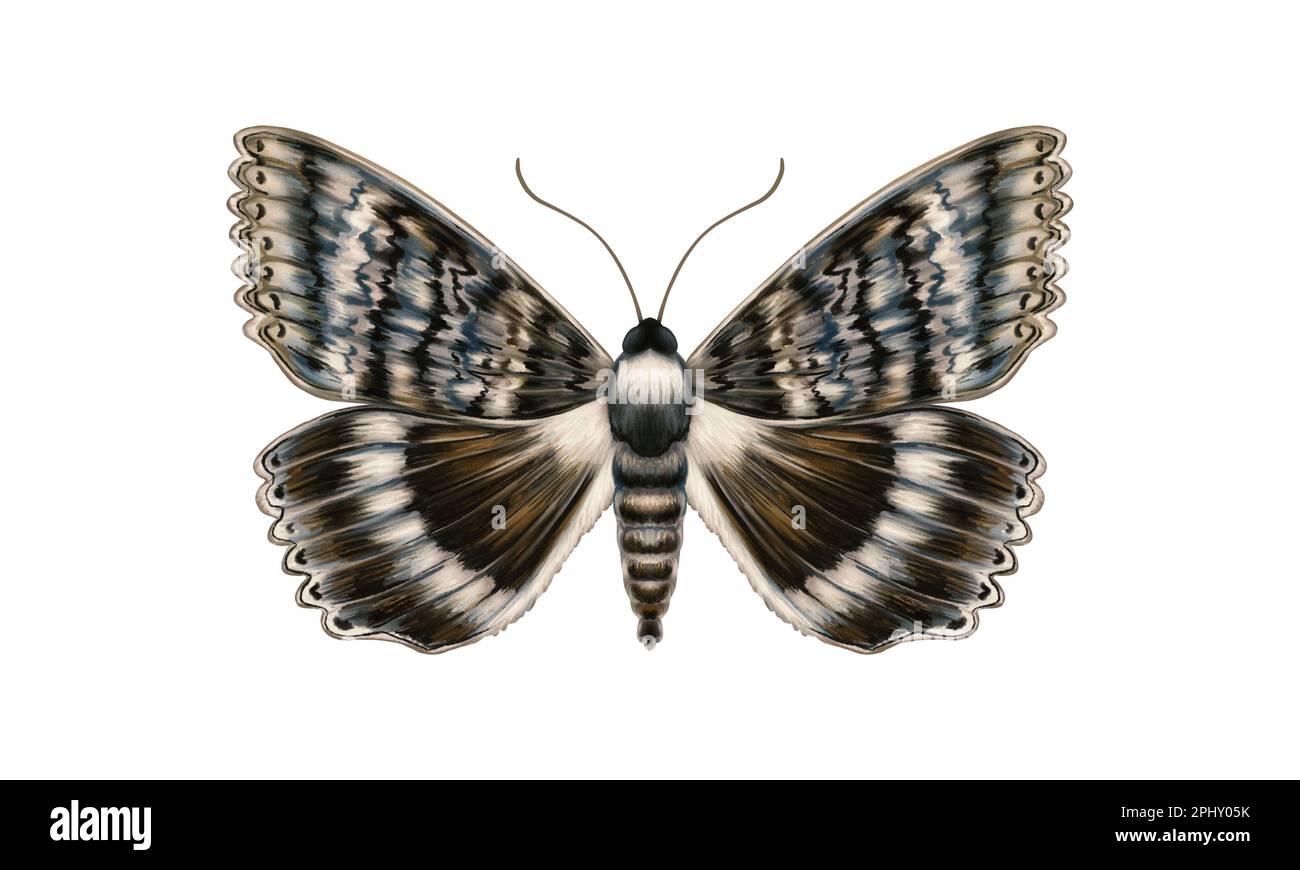 Brown Insect Design Beautiful brown grey butterfly. Insect with colorful wings. Realistic ...