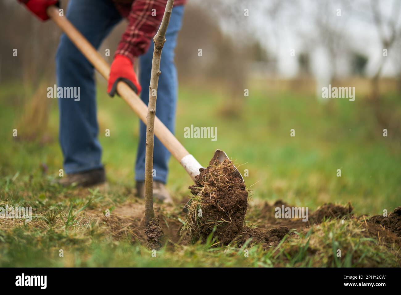 Gardener planting tree, digging with spade Stock Photo Alamy