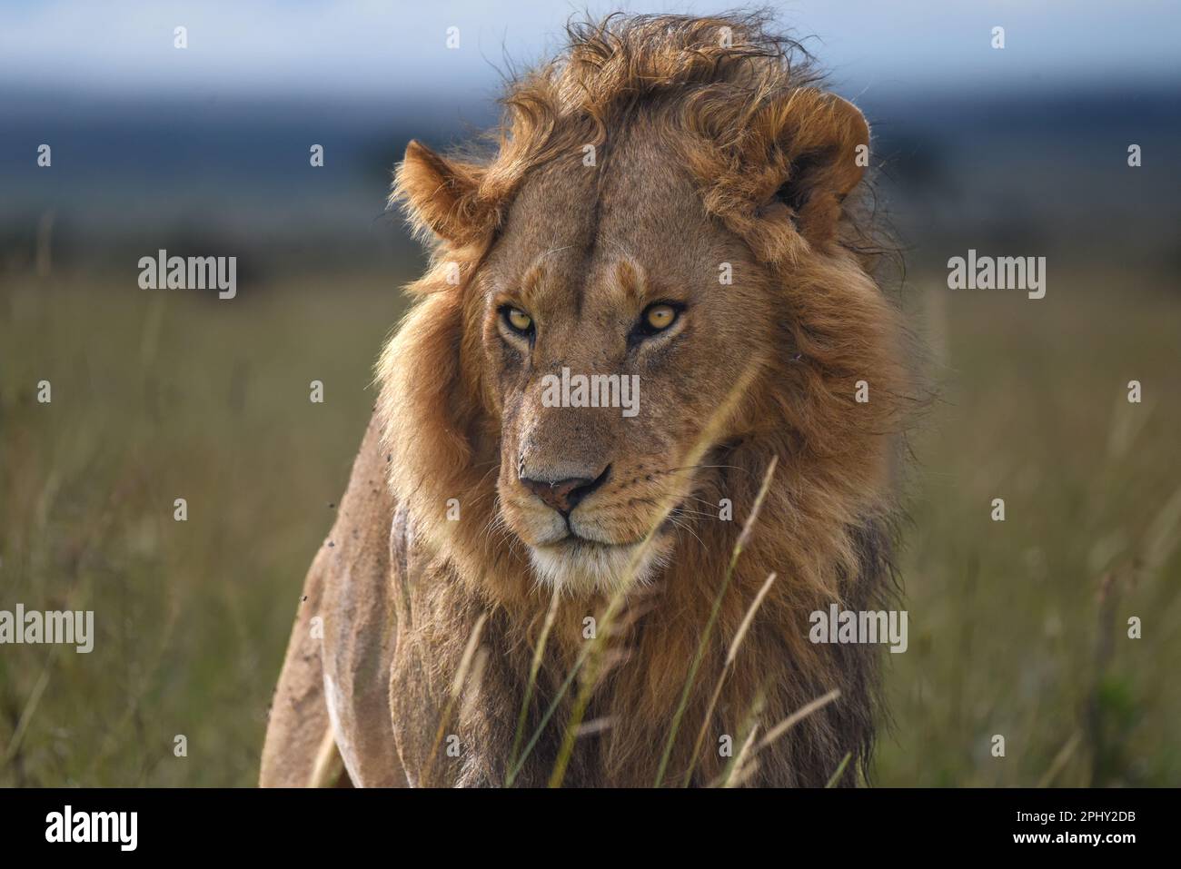 Kenya masai mara safari guide hi-res stock photography and images - Alamy