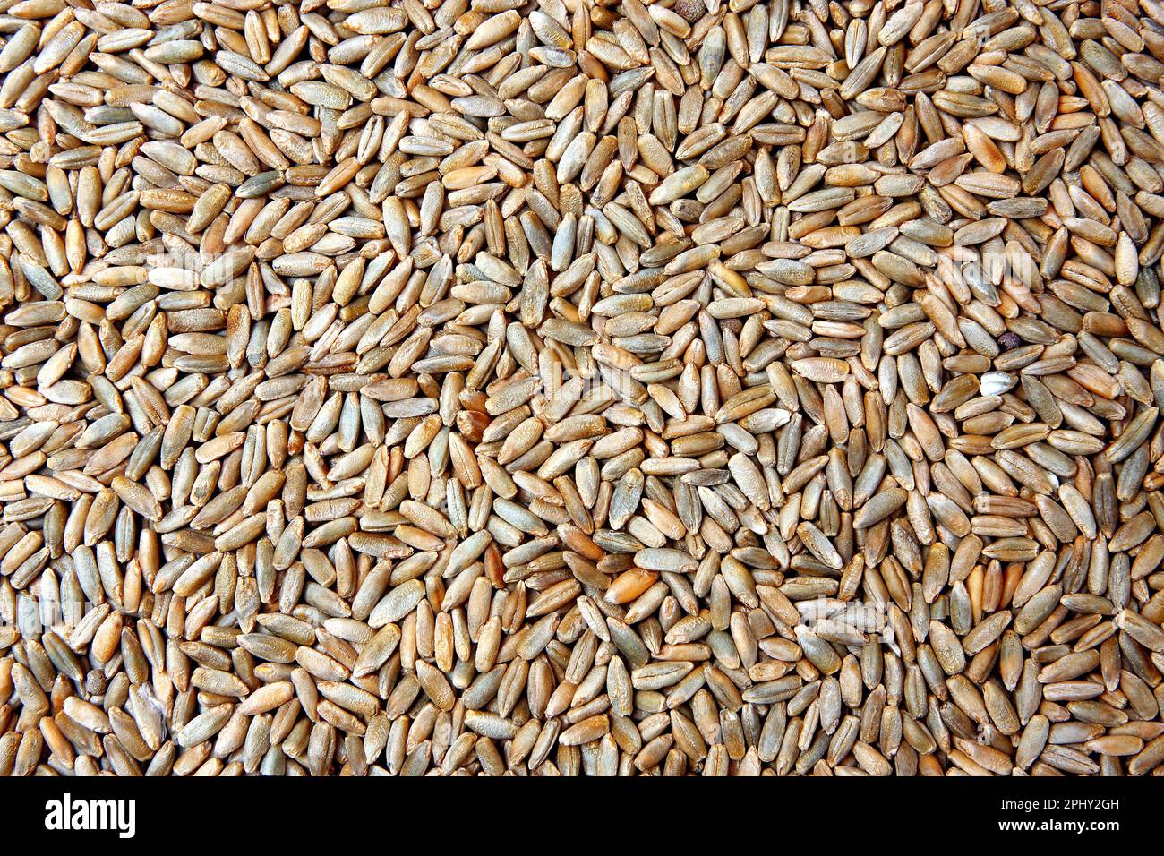 cultivated rye (Secale cereale), rye grains Stock Photo