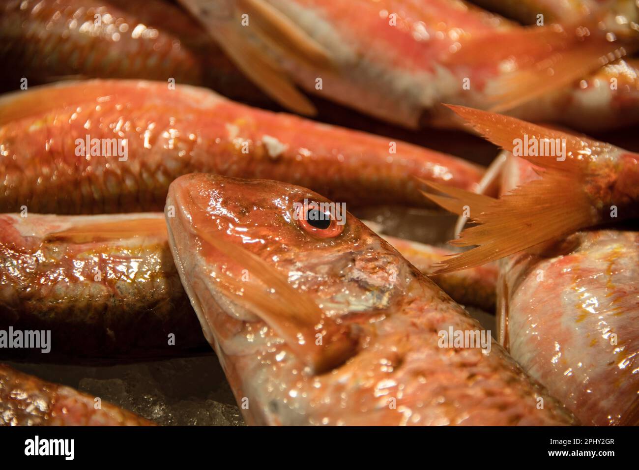 red mullet, plain red mullet (Mullus barbatus), freshly caught red mullets at a fish market, Italy, Venice Stock Photo
