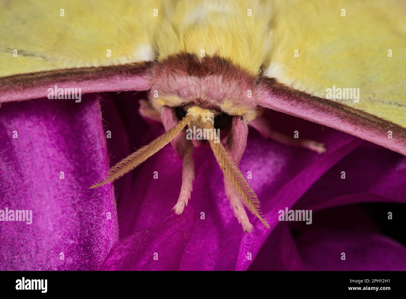 Chinese moon moth (Actias dubernardi), male with large antennae, front view Stock Photo