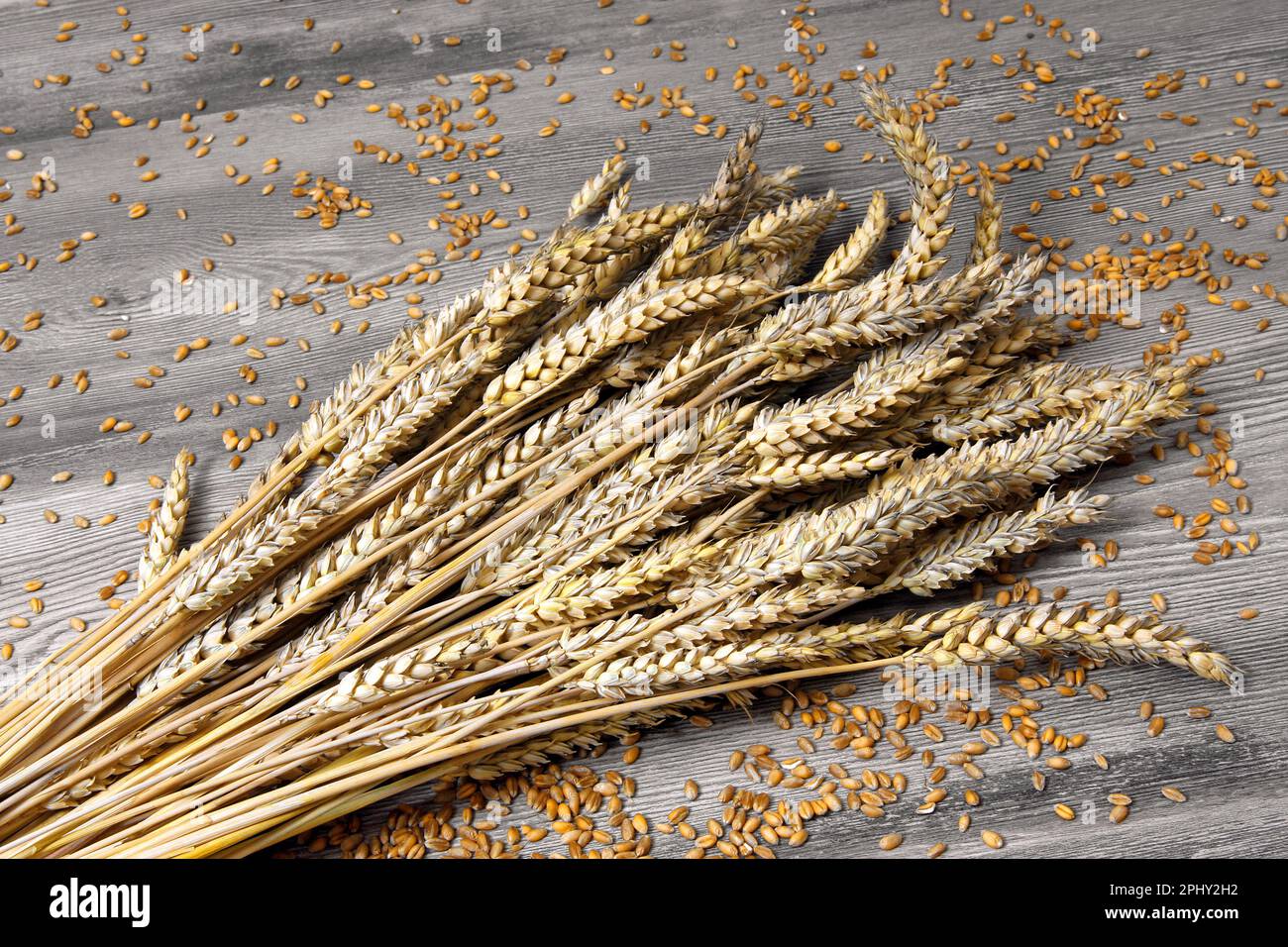 bread wheat, cultivated wheat (Triticum aestivum), bundel of wheat Stock Photo