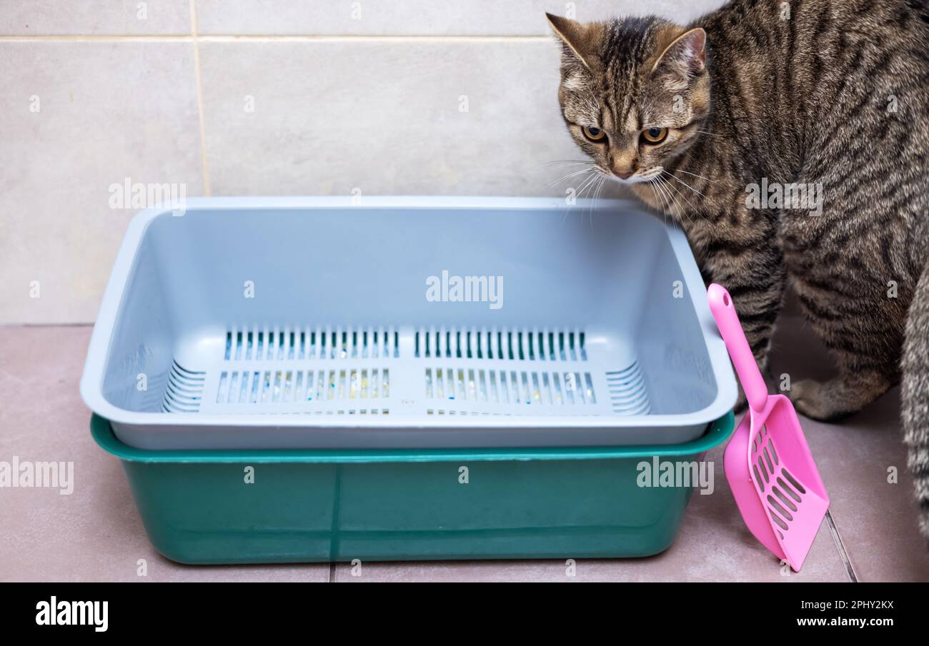 tabby cat in bathroom next to litter with silica gel crystals Stock ...