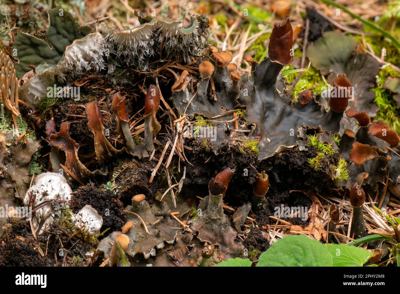 dog lichen, pelt lichen (Peltigera spec.), thallus with fruiting bodies, Italy, South Tyrol, Dolomites Stock Photo