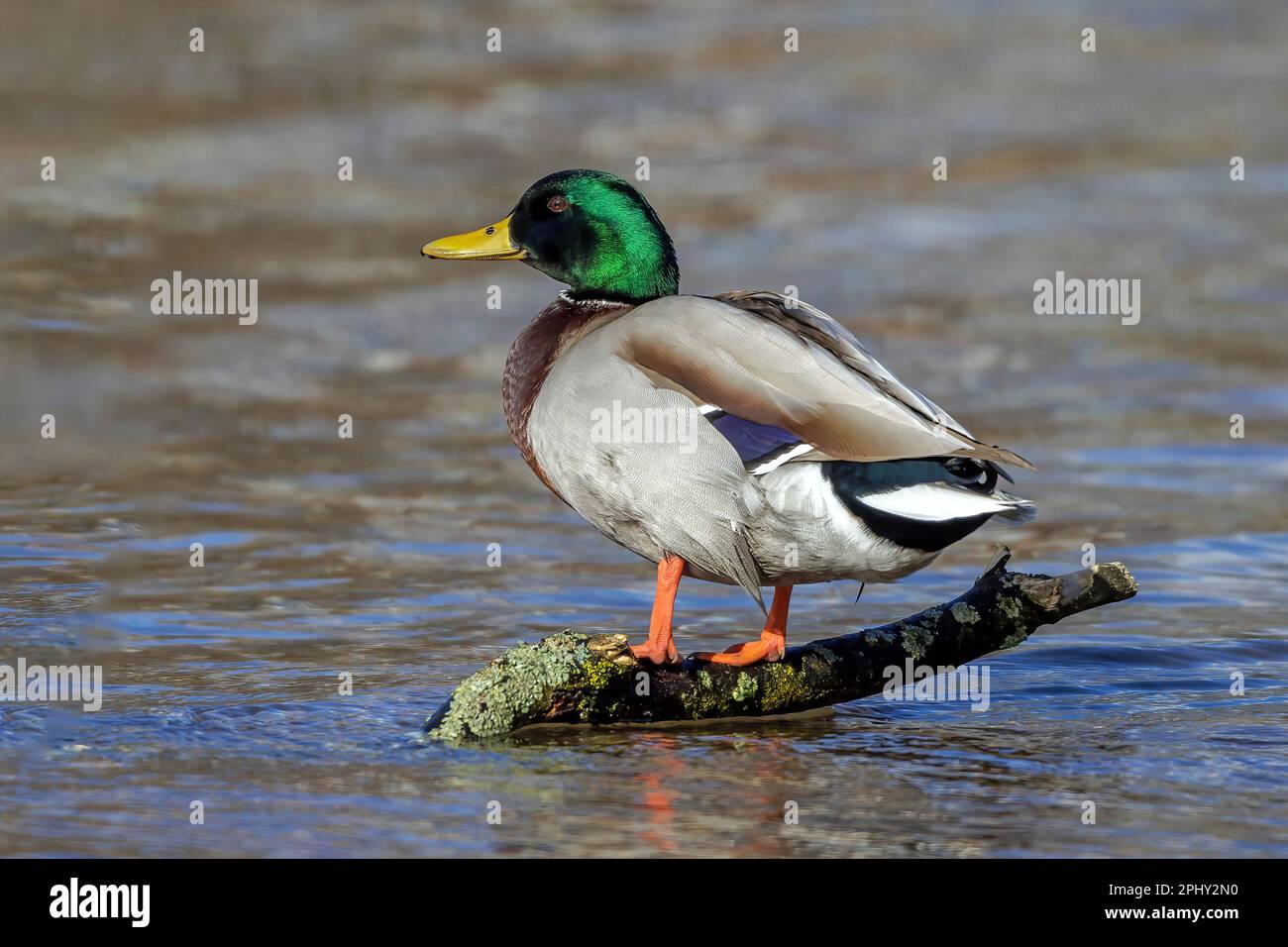 mallard (Anas platyrhynchos), drake perching on a branch in shallow water, side view, Germany, Baden-Wuerttemberg Stock Photo
