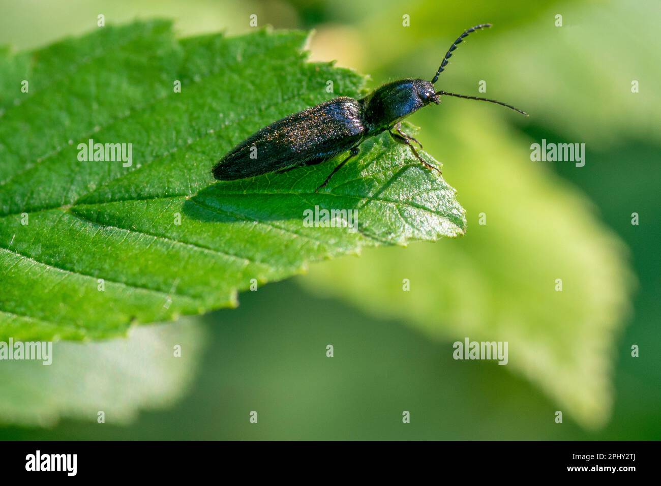 garden click beetle (Athous haemorrhoidalis, Athous obscurus), sitting on a leaf, Austria, Eastern Tyrol Stock Photo