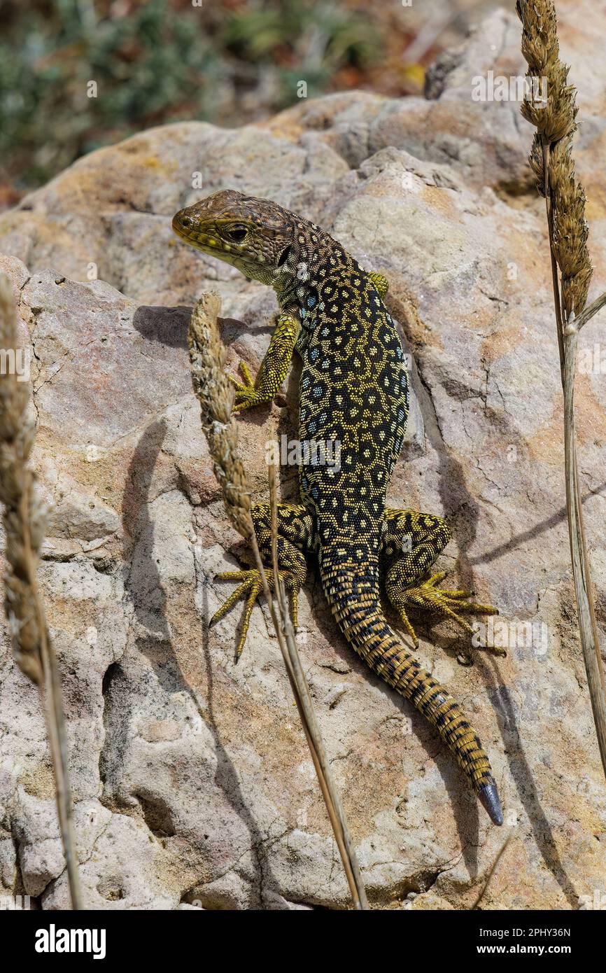 Ocellated lizard, Ocellated green lizard, Eyed lizard, Jewelled lizard (Timon lepidus, Lacerta lepida), at a rock, dorsal view, Portugal, Algarve Stock Photo