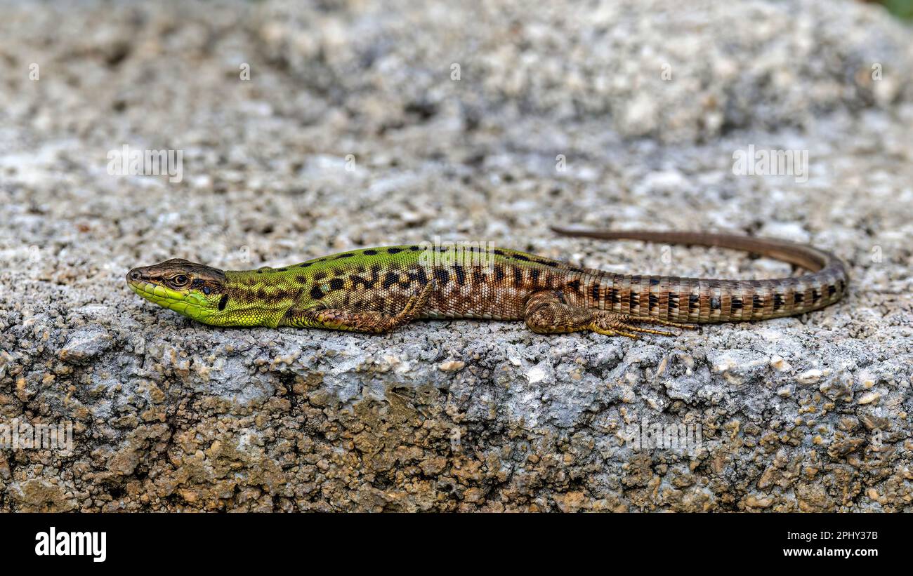 common wall lizard (Lacerta muralis, Podarcis muralis), on an asphalt surface, side view, Croatia Stock Photo
