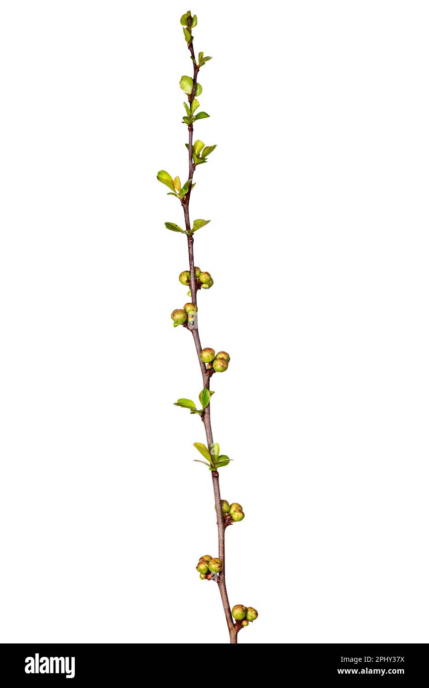 Japanese quince (Chaenomeles japonica 'Cido', Chaenomeles japonica Cido), branch with buds, cutout Stock Photo