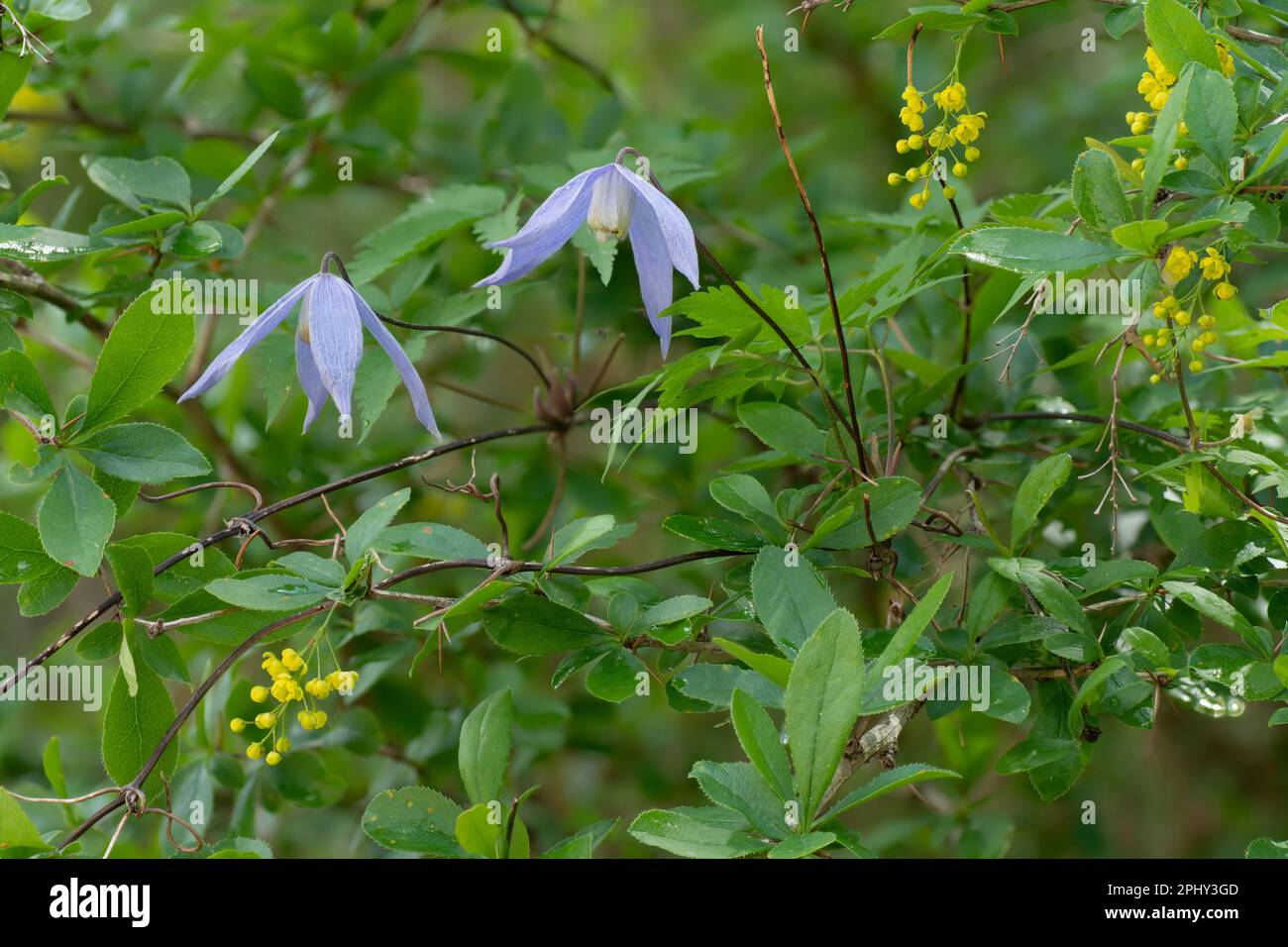 common barberry, European barberry (Berberis vulgaris), blooming, together with Clematis alpina, Italy, South Tyrol, Dolomites Stock Photo