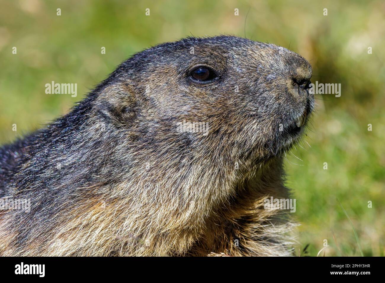 alpine marmot (Marmota marmota), portrait, Austria, Hohe Tauern National Park, Grossglockner Stock Photo