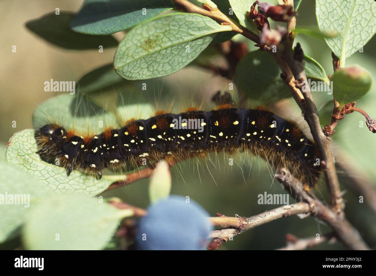AlpenWollafter (Eriogaster arbusculae) Raupe (Eriogaster arbusculae), caterpillar, Germany