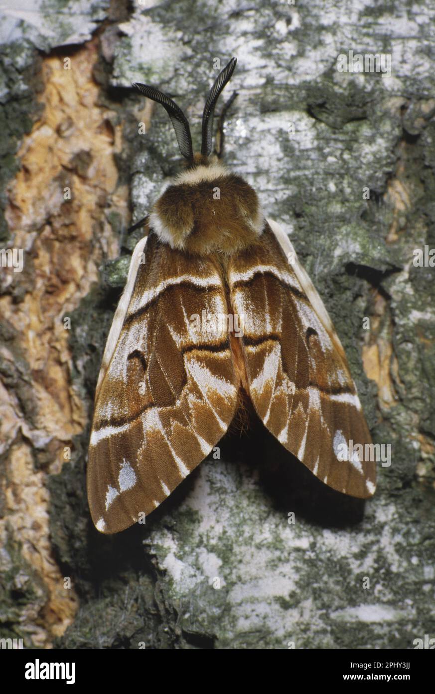 Kentish glory (Endromis versicolora), sitting at bark of a birch ...