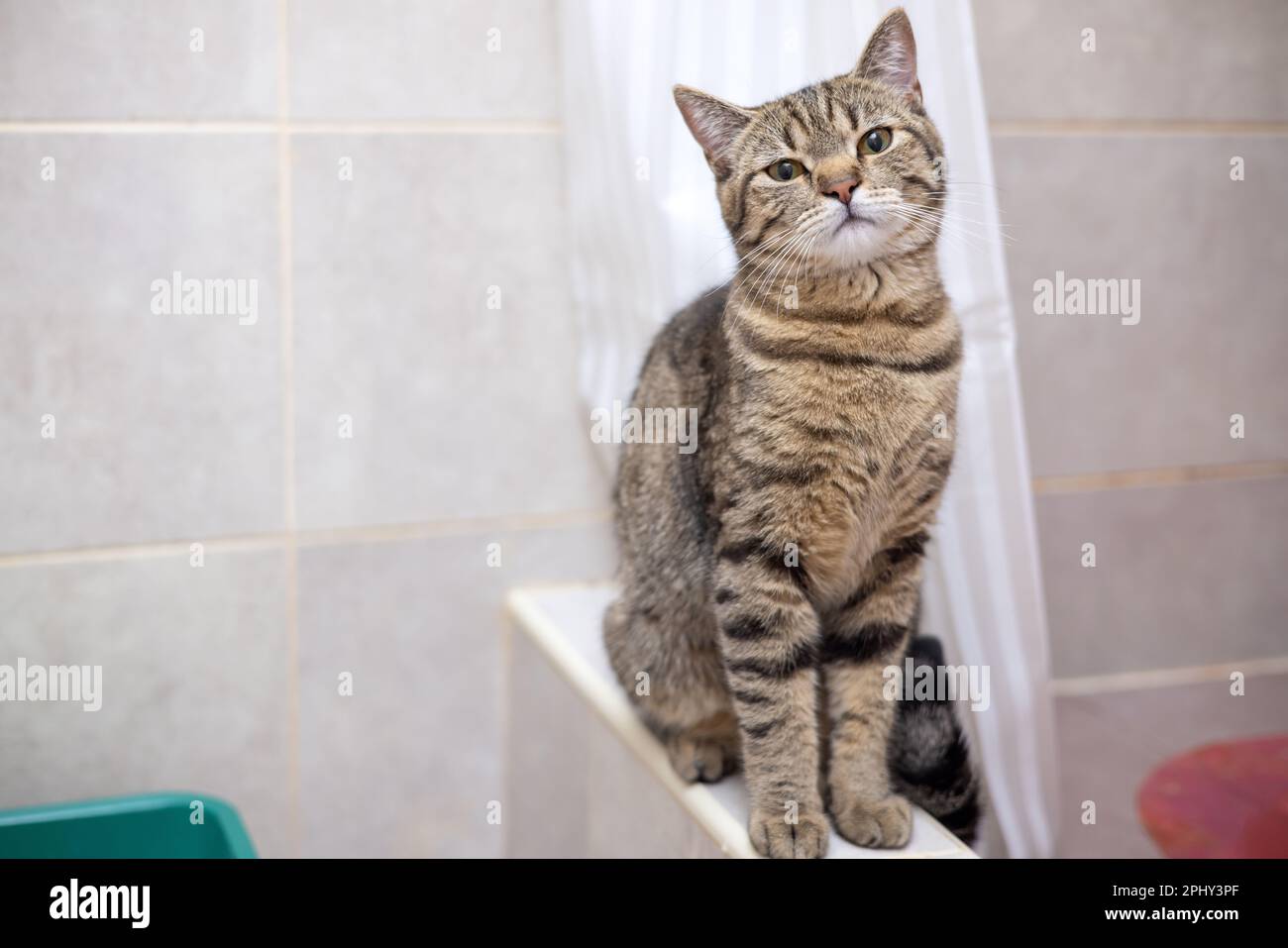 tabby cat in bathroom next to litter with silica gel crystals Stock ...