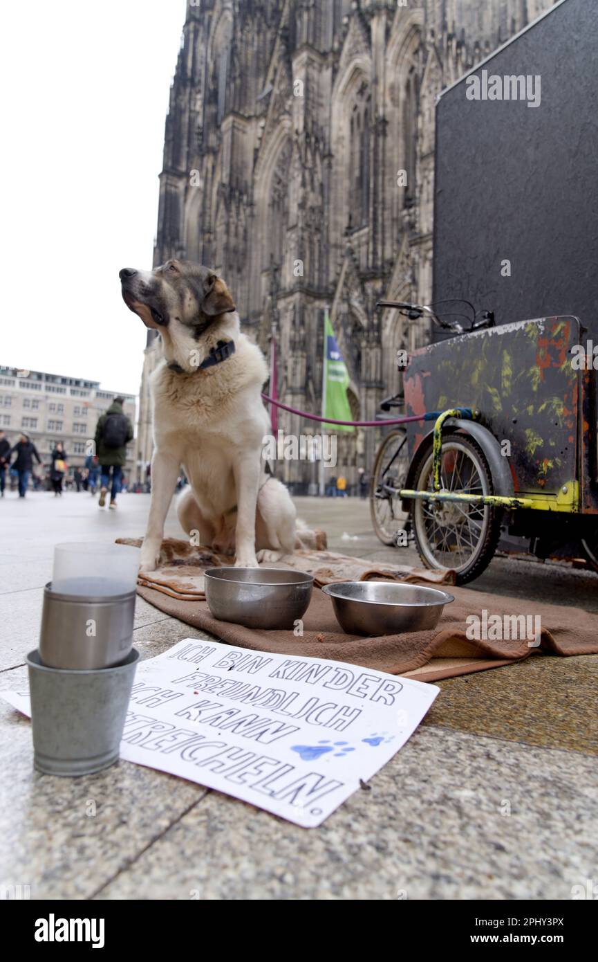 domestic dog (Canis lupus f. familiaris), dog as a help in the street collection of a homeless person on the cathedral plate of Cologne, Germany Stock Photo