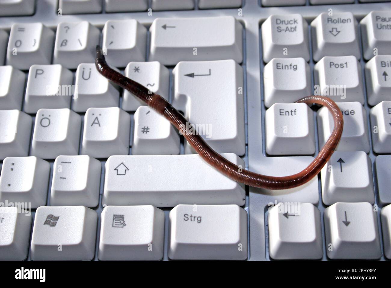 Computer worm Stock Photo