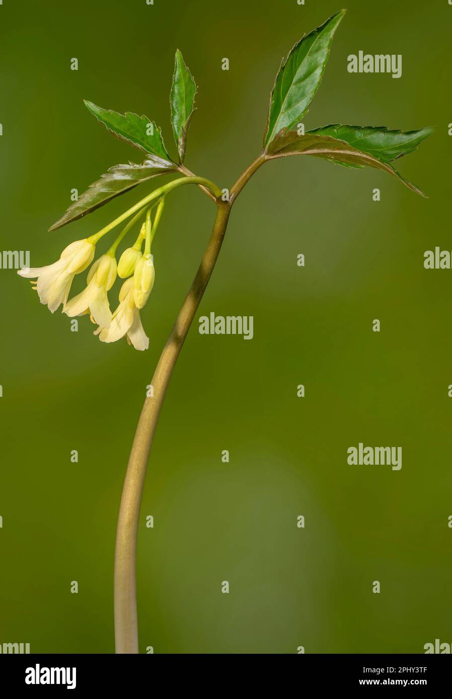 Coralroot, Bulb-bearing toothwort (Cardamine enneaphyllos, Dentaria enneaphyllos), blooming, Germany, Bavaria, Murnauer Moos Stock Photo