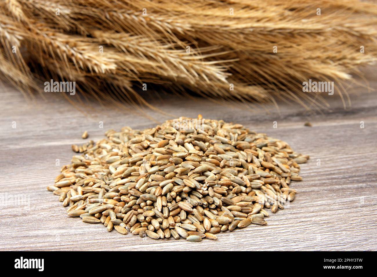 cultivated rye (Secale cereale), rye spikes and grains Stock Photo