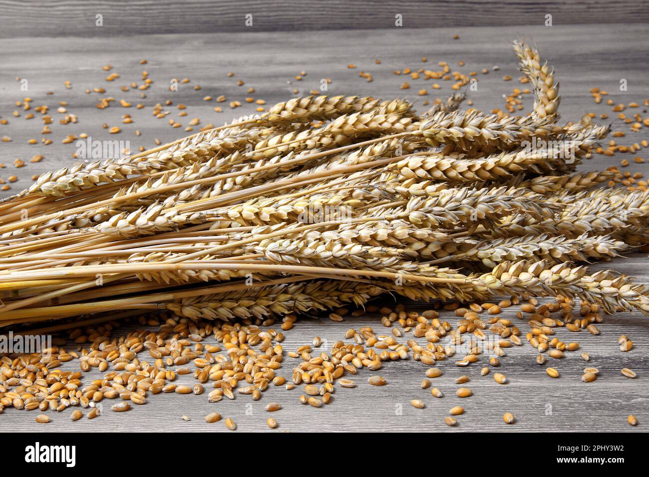 bread wheat, cultivated wheat (Triticum aestivum), bundel of wheat Stock Photo