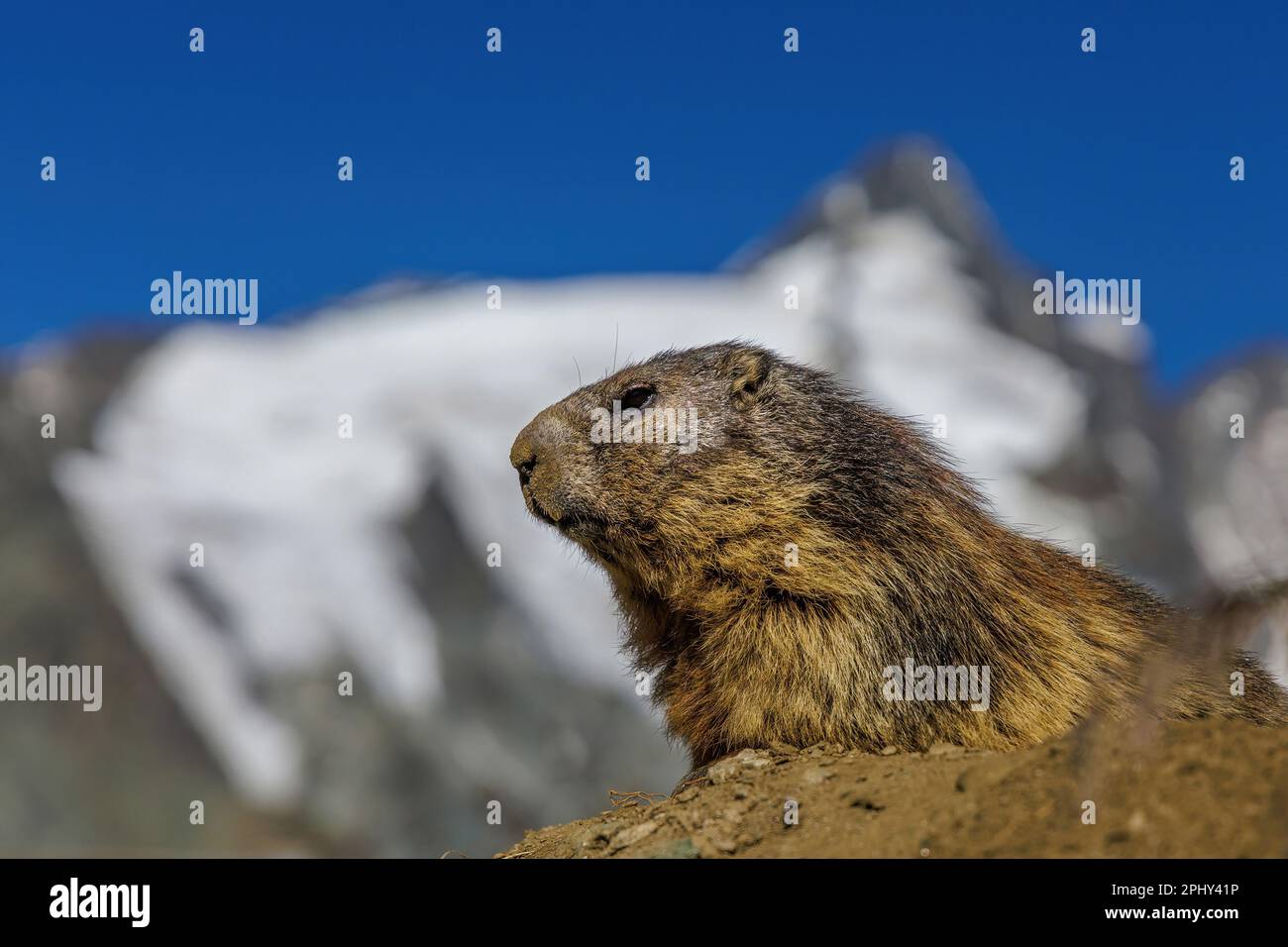 alpine marmot (Marmota marmota), portrait, Austria, Hohe Tauern National Park, Grossglockner Stock Photo