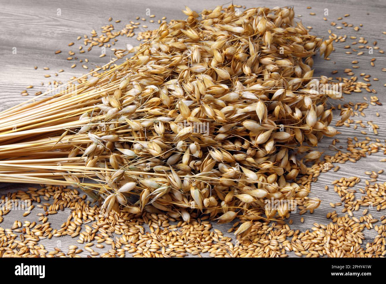 Cultivated Oat, Common Oat (Avena Sativa), Bundel Of Oat Stock Photo ...