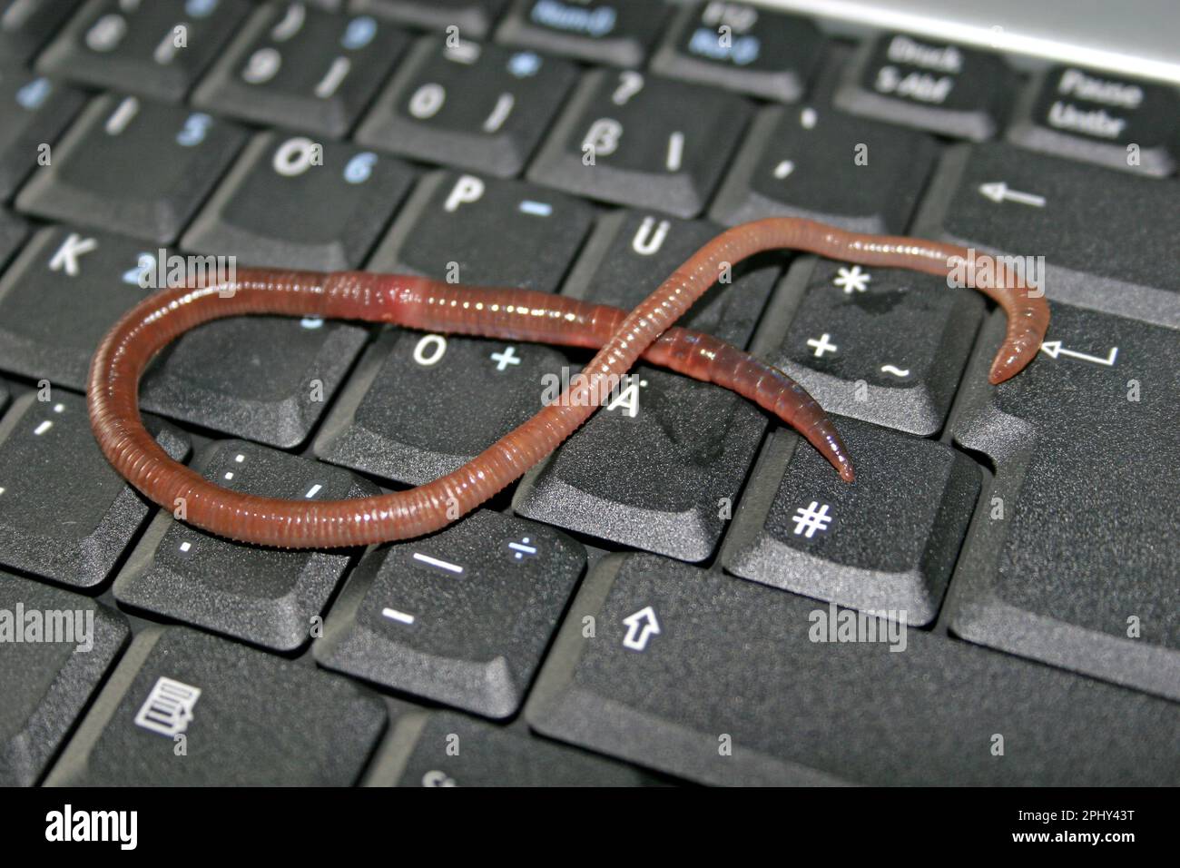 Computer worm Stock Photo