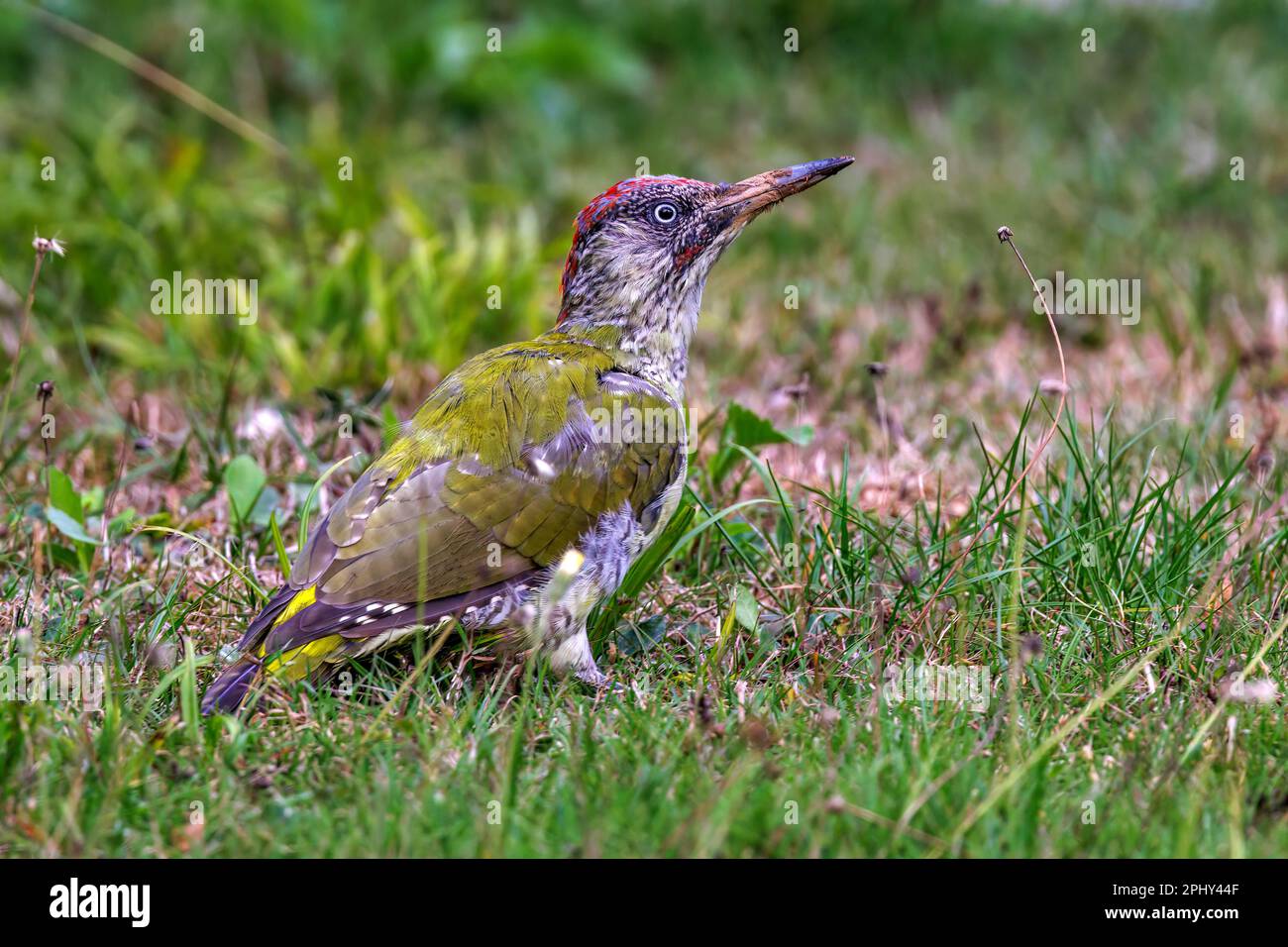 green woodpecker (Picus viridis), male in immature plumage foraging, side view, Germany, Baden-Wuerttemberg Stock Photo