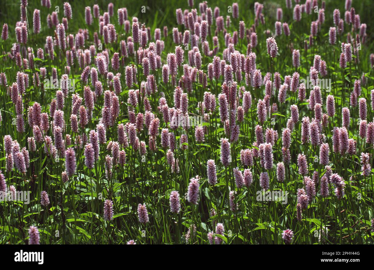 Common bistort, Meadow bistort (Polygonum bistorta, Bistorta ...