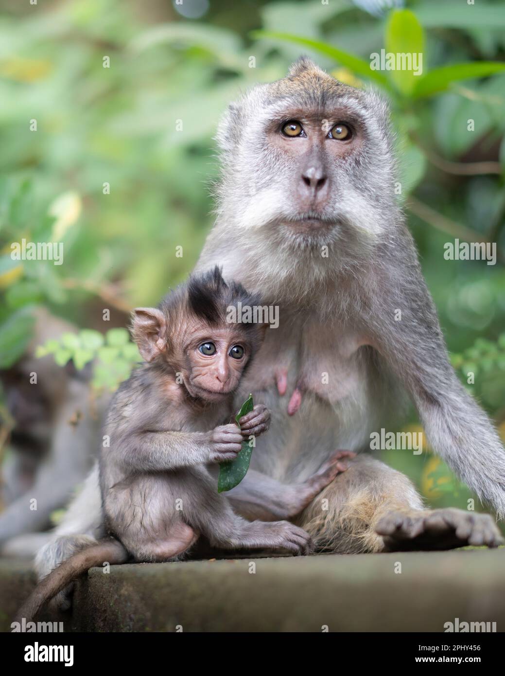 ADORABLE images of the cutest big eyed baby macaque cuddling to his mum have been captured. Stock Photo