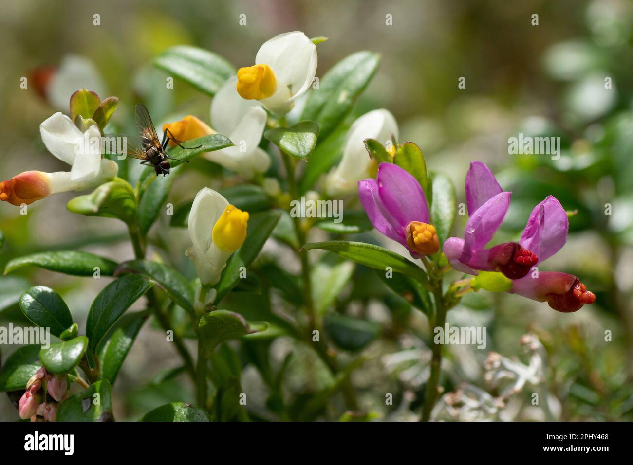 Shrubby Milkwort (Polygala chamaebuxus), blooming, Germany, Bavaria, Ammergauer Alpen Stock Photo