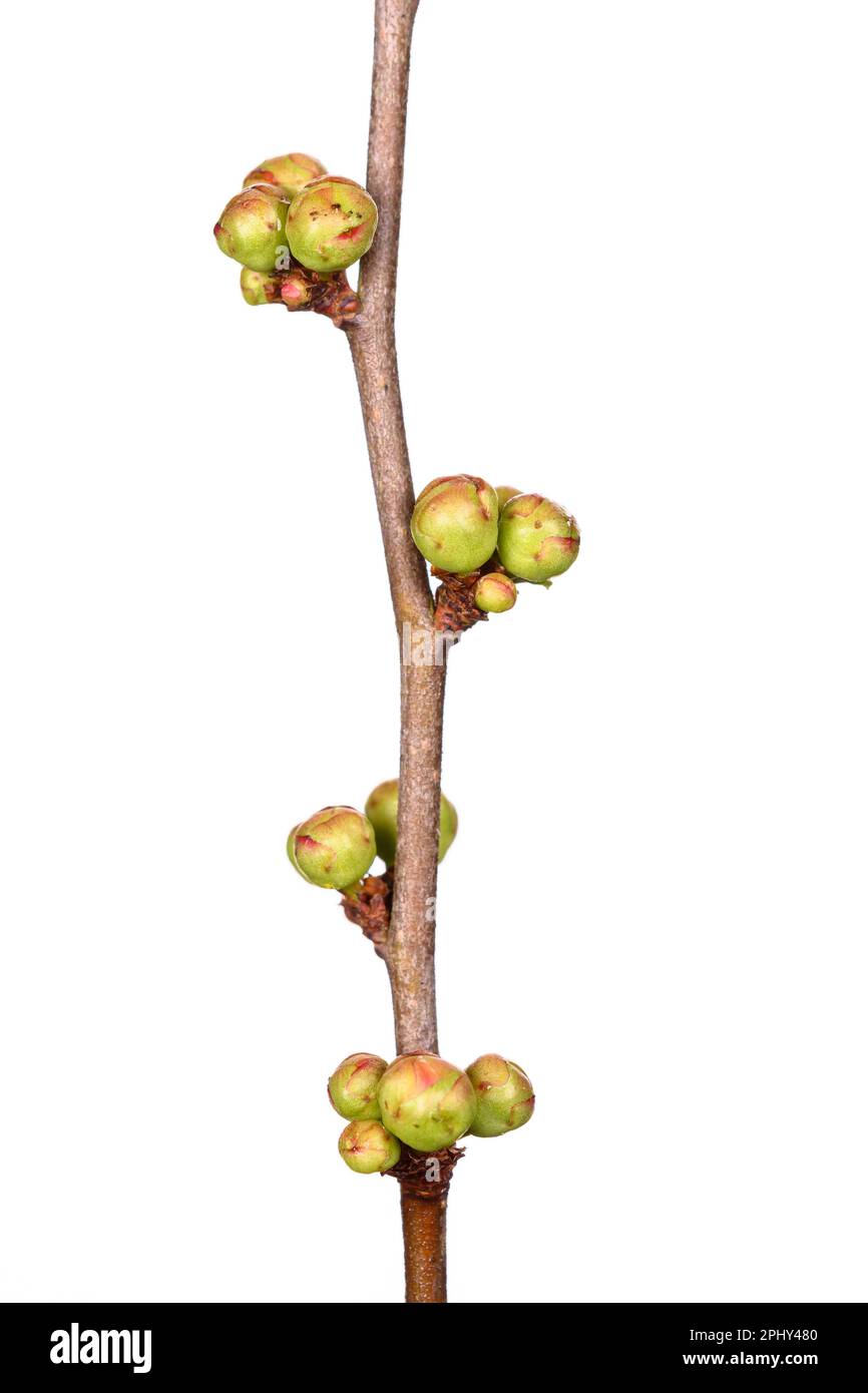Japanese quince (Chaenomeles japonica 'Cido', Chaenomeles japonica Cido), branch with buds, cutout Stock Photo