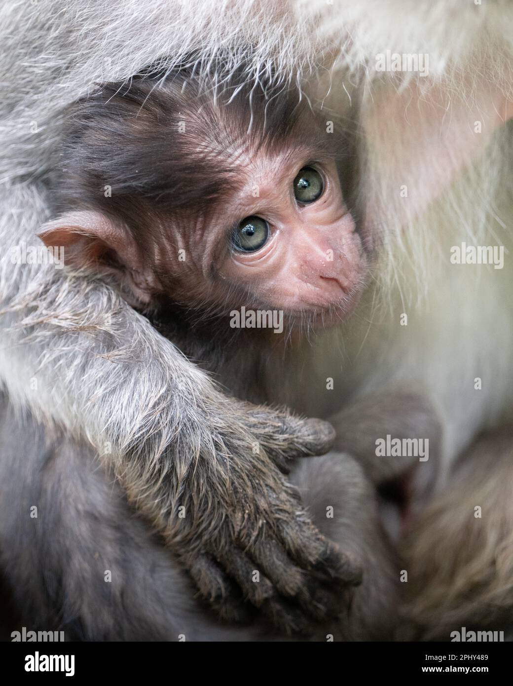 ADORABLE images of the cutest big eyed baby macaque cuddling to his mum have been captured. Stock Photo