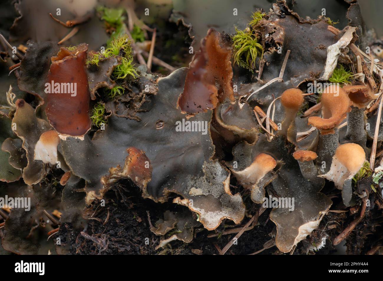 dog lichen, pelt lichen (Peltigera spec.), thallus with fruiting bodies, Italy, South Tyrol, Dolomites Stock Photo